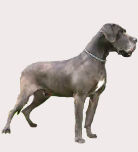 Dexter vom Haus Bartenstein